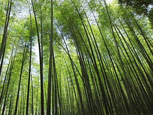 Бамбуковый лес Киото