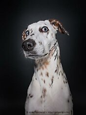 Фотопроект: 10 собак, сомневающихся в адекватности фотографа