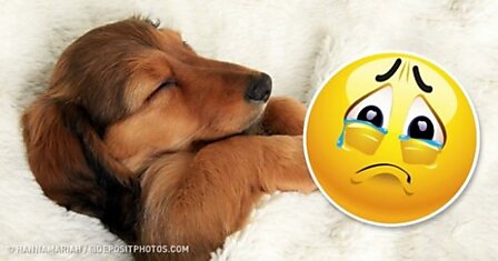 Ученые выяснили, что собаки видят во сне, и растрогали нас до слез