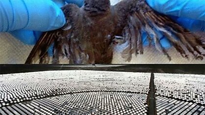 Гигантская солнечная электростанция в США поджаривает сотни птиц