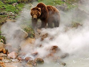Обжигает ли гейзер лапы медведя? 