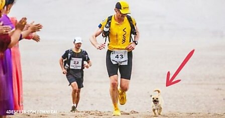 Этот пес пробежал 100 км и показал всему миру, что такое настоящая верность