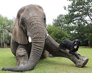 Трогательные фото дружбы между такими разными животными