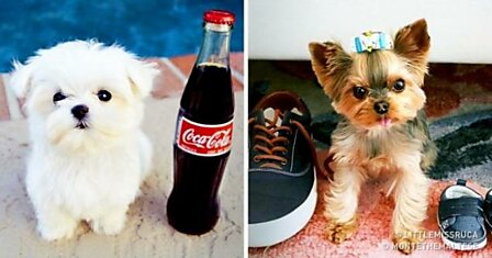 10 самых крошечных собак в мире, которых так и хочется потискать