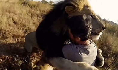 В объятиях льва—невероятное видео