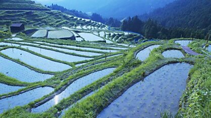 Исследователи из Швеции создали генно-модифицированный рис с повышенной урожайностью и пониженными выбросами парникового газа
