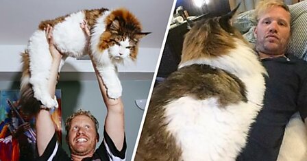 Знакомьтесь, это Самсон — самый большой и обаятельный кот на планете