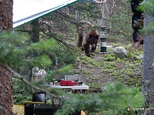 Медведь проведал туристов (6 фото)