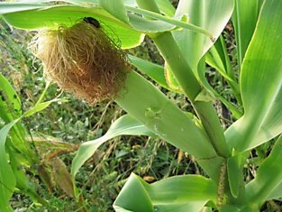 6 причин отказаться от кукурузы навсегда!  Больше ни зернышка…