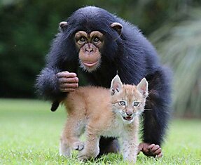 20-месячное шимпанзе и шестинедельная рысь стали лучшими друзьями