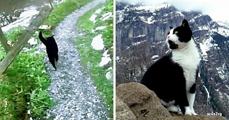 Этот кот спас парня, заблудившегося в горах Швейцарии
