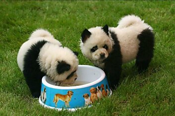 Собаки-панды самые популярные питомцы в Китае