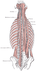 Ода поперечно-остистой мышце