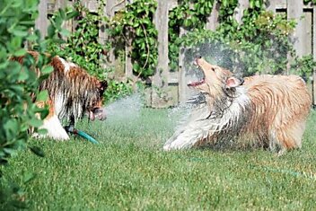 Собаки против фонтана