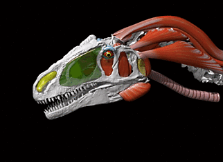 Динозавры имеют физиологию, отличную от современного мира