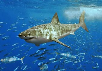 Повелительница морей – большая белая акула