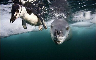Морской леопард - охотник на пингвинов
