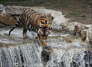 Тигр спасается от жары