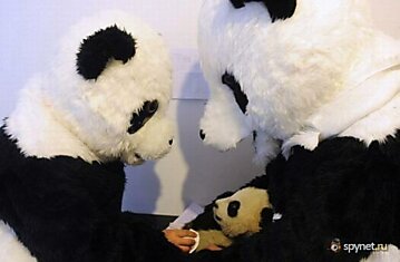 Как маленьких панд готовят к жизни (4 фото)
