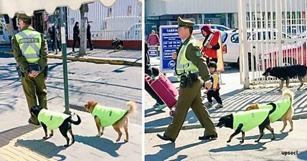 В Чили бездомных собак устраивают на работу и дают им жилье