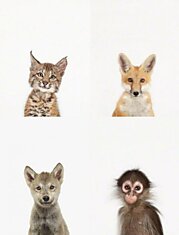 Животные и их детеныши: проект &quot;Портфолио&quot; Шарон Монтроз