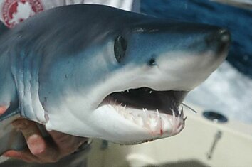 У западного побережья Австралии идет отлов и маркировка акул