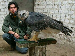 Южноамериканская гарпия - самый большой орел в мире!