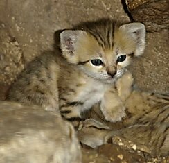 В Израильском зоопарке родились бархатные котята