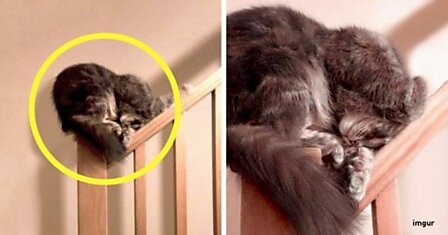 23 изобретательных кота, которые спят изо всех сил