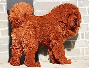 Самая дорогая собака. 1,5 млн. долларов стоит красный тибетский мастифф.