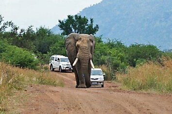 Увидел слона на дороге - не вздумай обгонять!