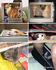 Каталогизируем кошек (100 фото)
