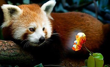 Рыжая малютка-панда