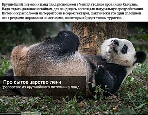 Ленивые Панды из питомника (17 фото)