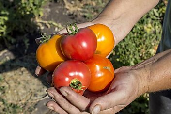 У «носатых» помидоров неизменно мясистая мякоть, дачник раскрыл сорта томатов, дающие щедрый урожай