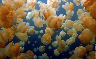 Озеро медуз на Палау (Jellyfish Lake of Palau)