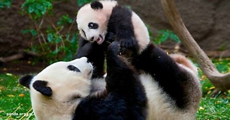 Отличная новость: большие панды больше не в списке вымирающих животных