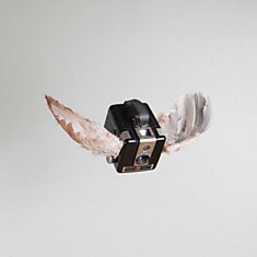 Летающие птицы-фотокамеры Пола Октавиуса (Paul Octavius)