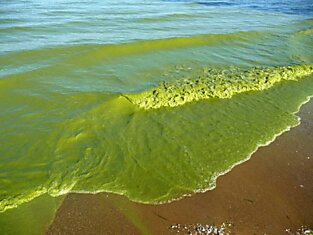 Нижнему Дону угрожают ядовитые водоросли