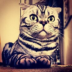 Кошка Шиши Мару - звезда Instagram (55 фото)