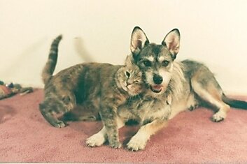 На фотографии изображено животное, удостоившееся звания "Почётная кошка" на кошачьей выставке в г. Уэстчестер, США в 1998г.