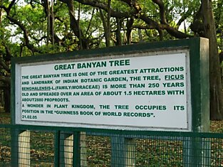 Великий баньян - дерево или лес?