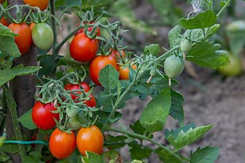 Полей томаты после посадки этой смесью — и ты сразу же увидишь результат: крепкие корни и щедрый урожай