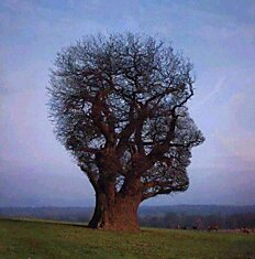 Медитация « Работа со своим деревом рода».