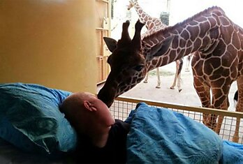 Душераздирающий момент: жираф целует умирающего работника зоопарка
