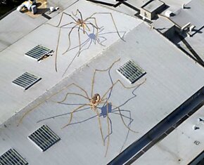 Огромные пауки на крыше