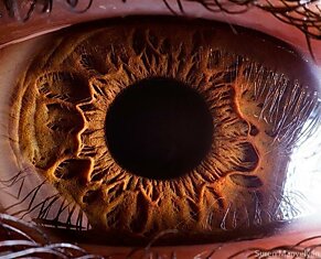 Макросъемка человеческого глаза.