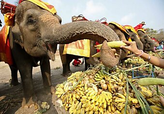 В Таиланде прошел традиционный День слона.