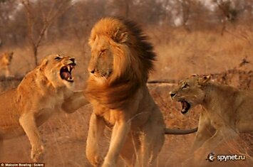 Львицы набросились на царя зверей.