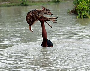 Спасение оленёнка в Бангладеш